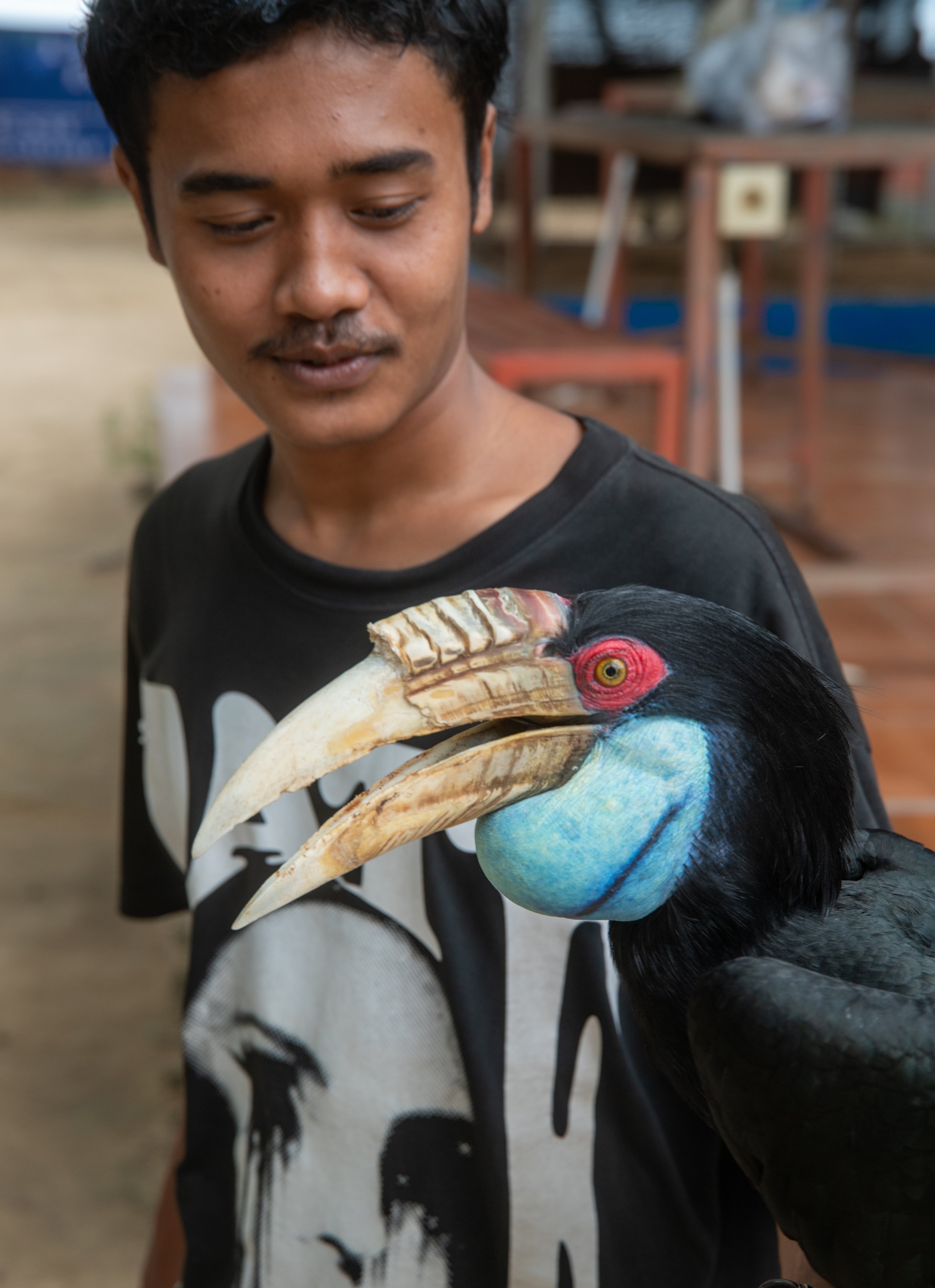 A young man looking at a colorful hornbill bird he is holding.
