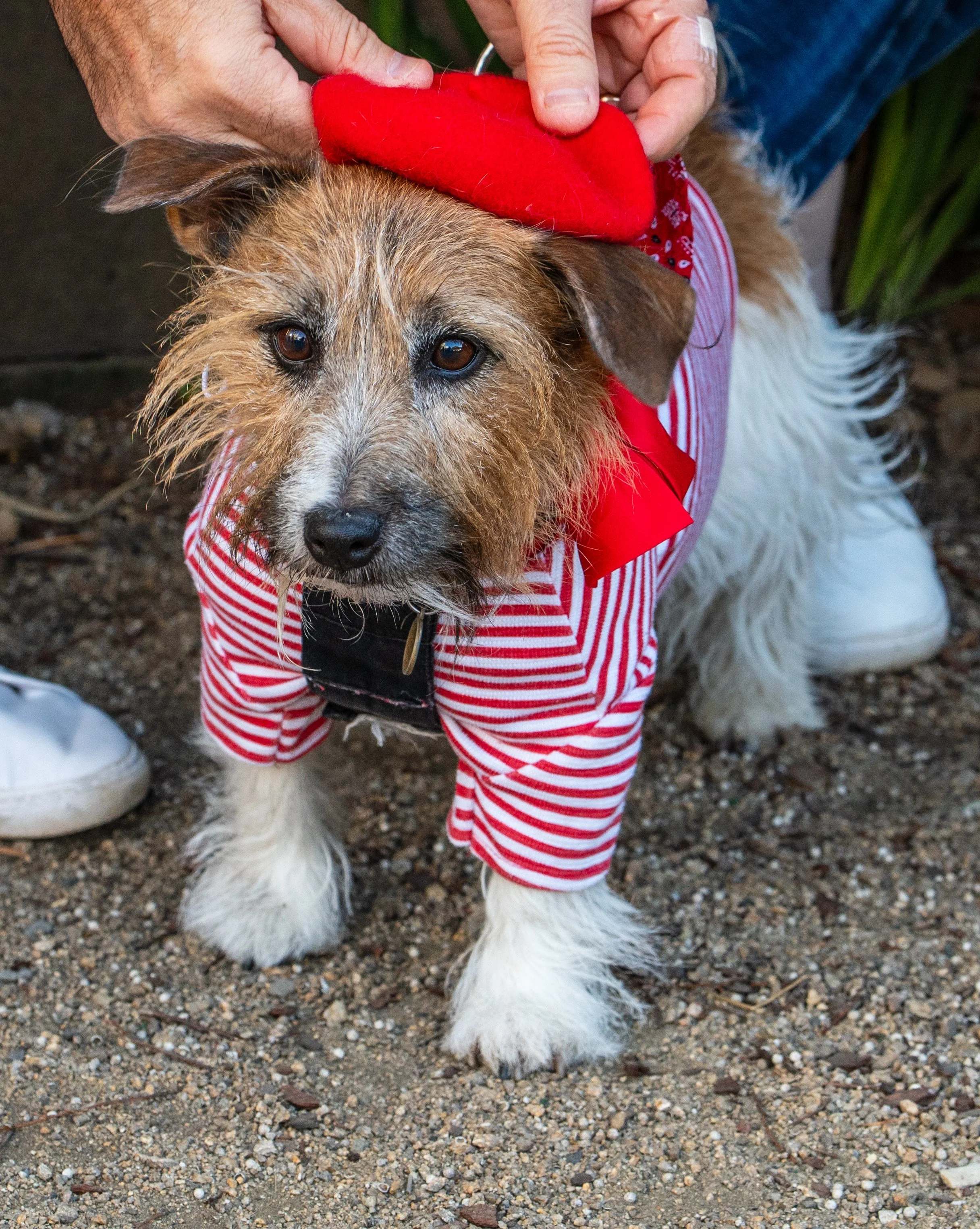 A dog dressed in a red and white striped outfit with a red bow and a red hat, standing on dirt, with a person's hand adjusting the hat.
