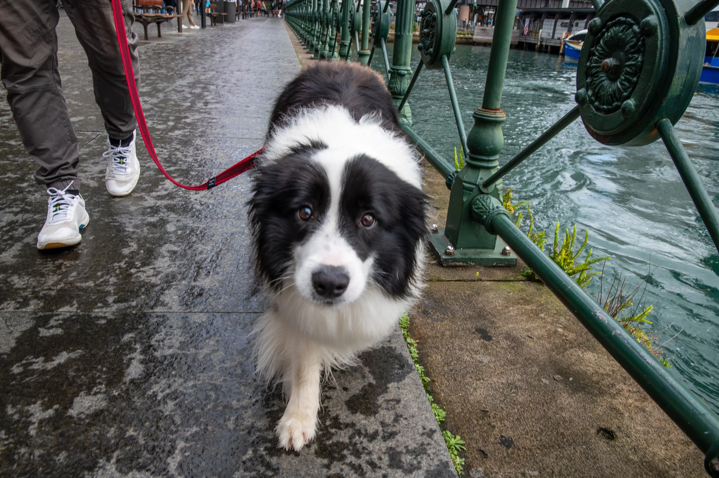 A black and white dog with a red leash walking along a wet sidewalk beside a river, with a person wearing white sneakers nearby.