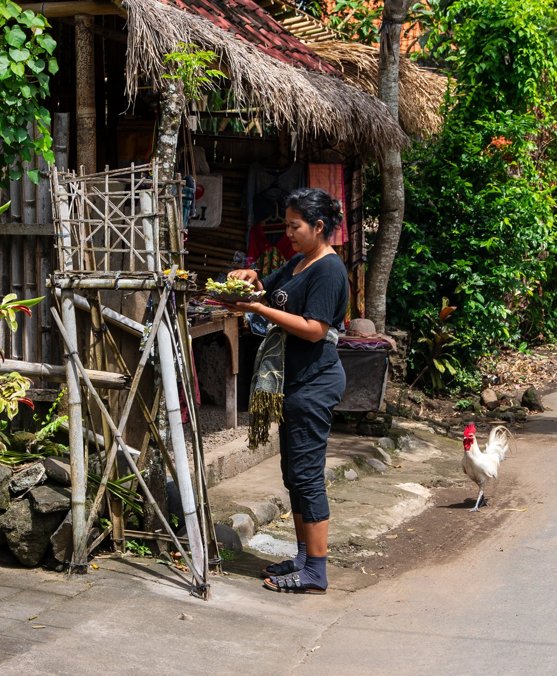A woman stands outdoors in front of a rustic, thatched-roof hut, looking at a small tray or basket she is holding. She is wearing black clothing, sandals, and socks, with her hair tied back. To her right, a white rooster with a red comb walks on the ground. The area is surrounded by greenery, including trees and bushes.