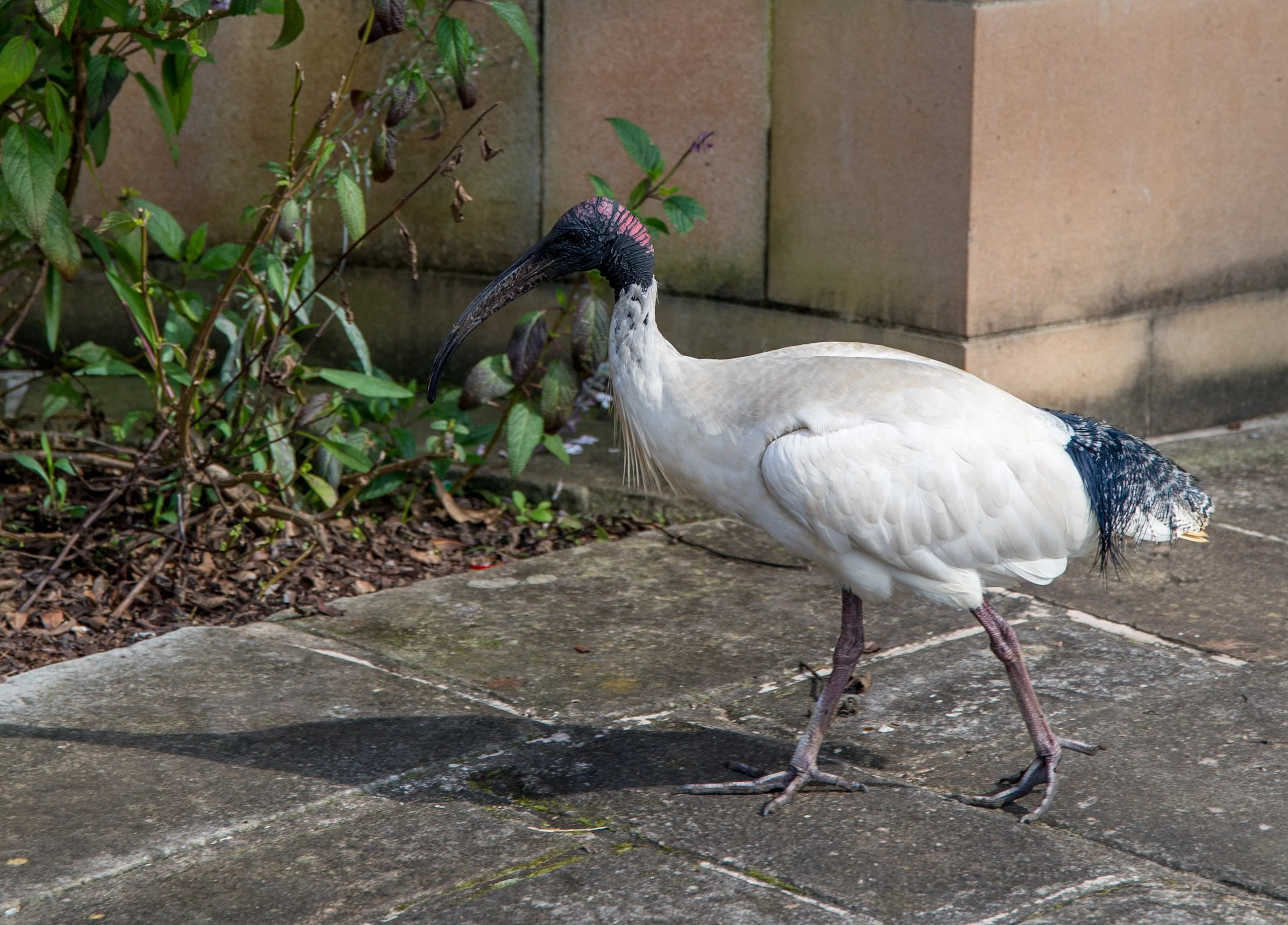 A white bird with a long, curved beak, black and pink head, and black tail, standing on a concrete sidewalk near some plants and a stone wall.