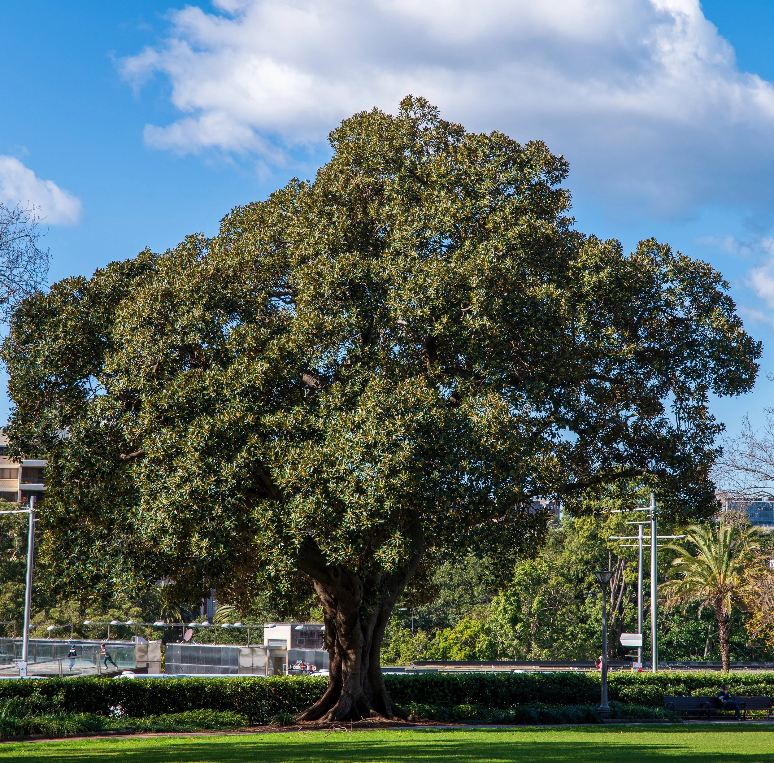 Large green tree in a park with a blue sky and clouds, surrounded by well-maintained grass and some palm trees in the background.