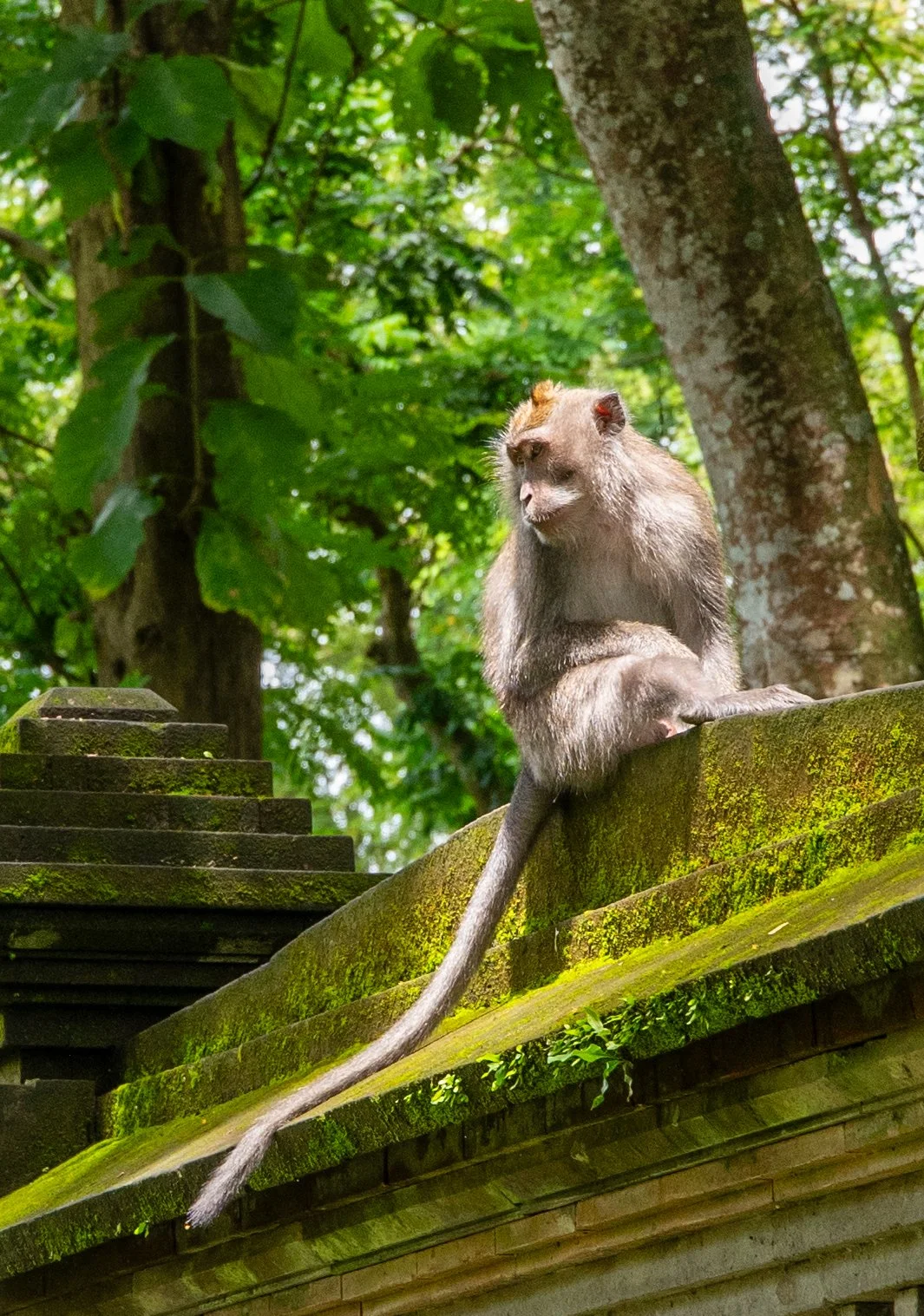 A monkey sitting on a moss-covered building ledge in a lush green forest.