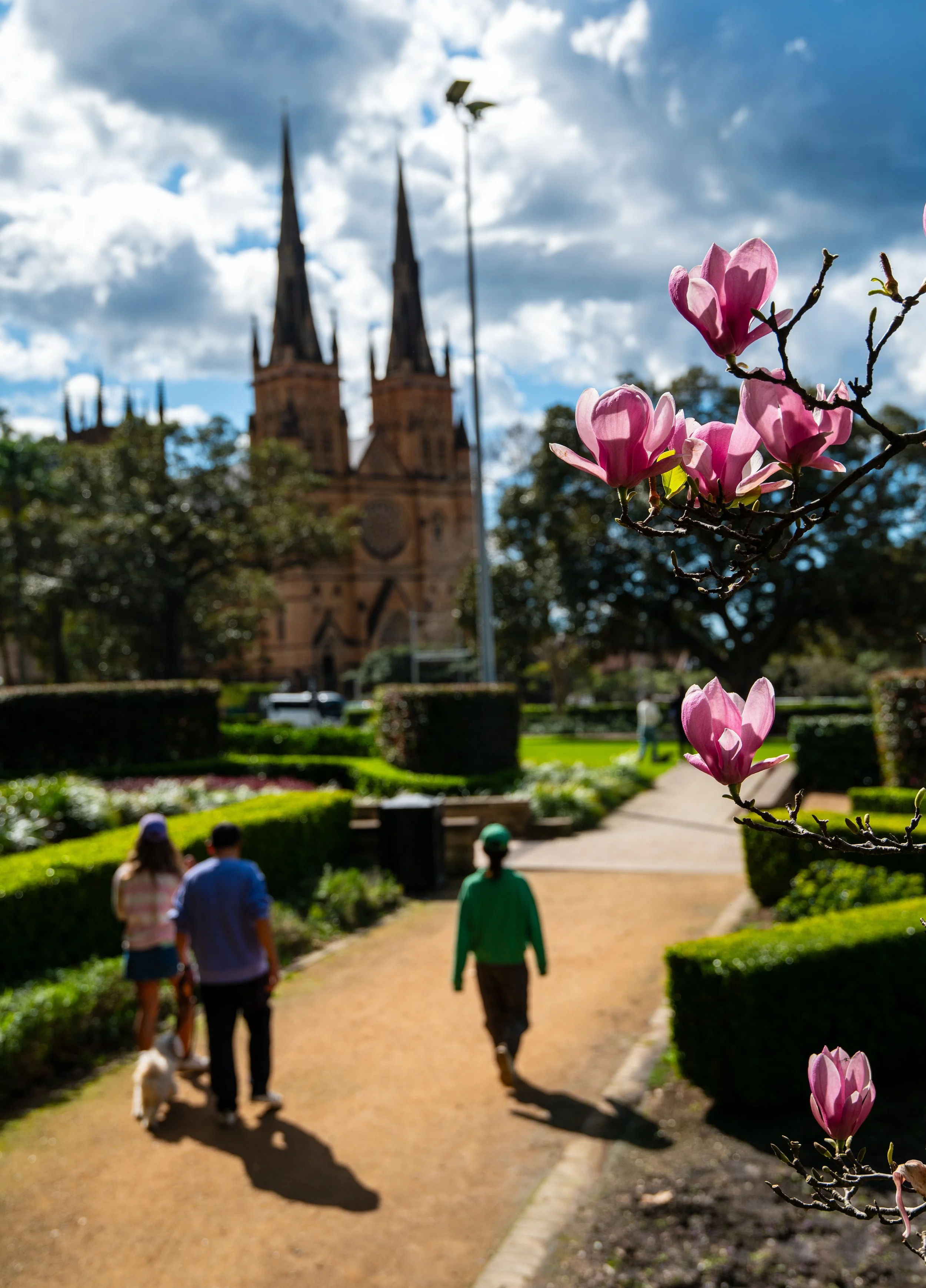 Pink magnolia flowers in the foreground with a park and people walking along a pathway, and a church with two tall spires in the background on a partly cloudy day.