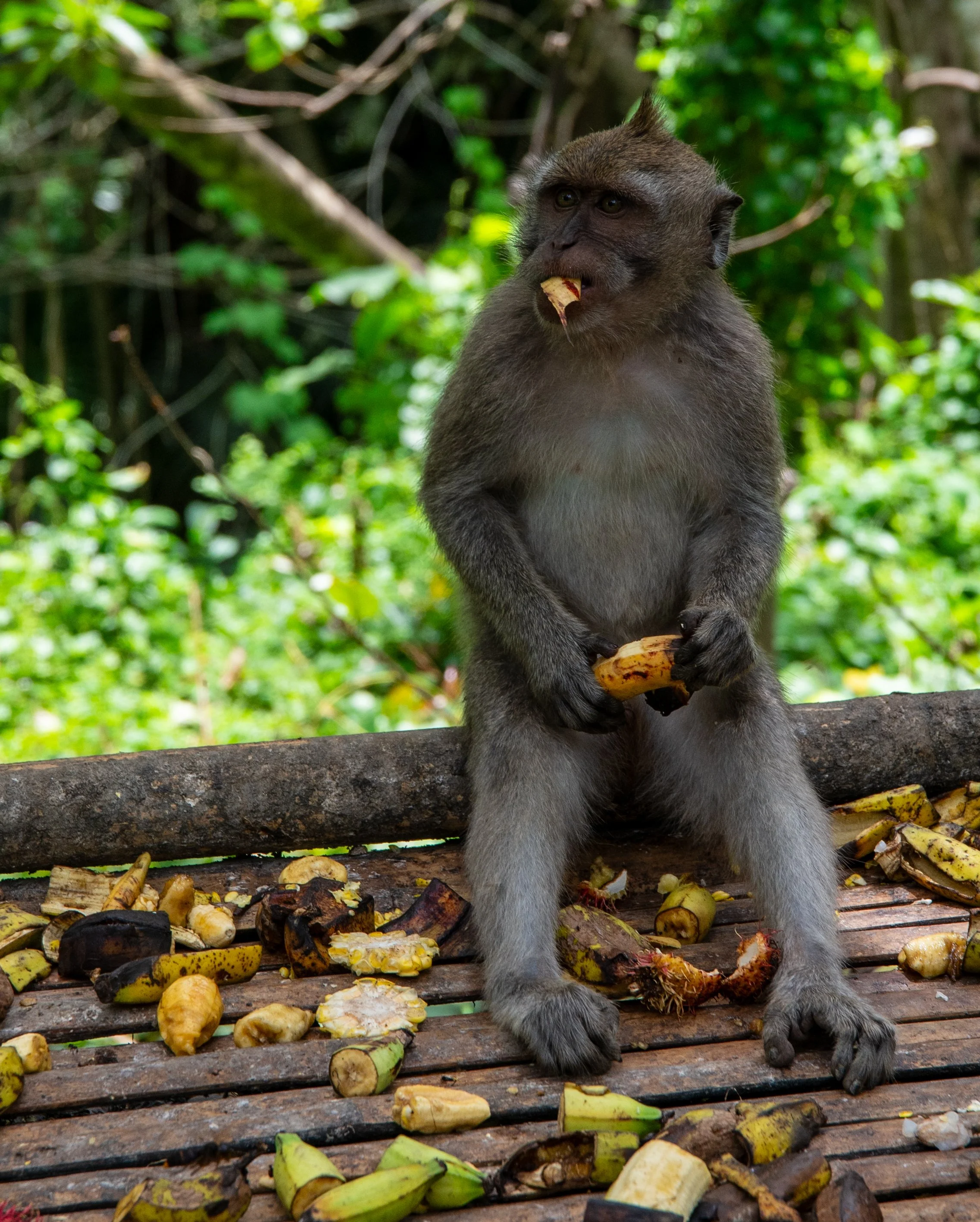 A monkey holding a banana with its mouth, standing on a wooden surface scattered with banana peels and fruit remains, in a lush green forest background.