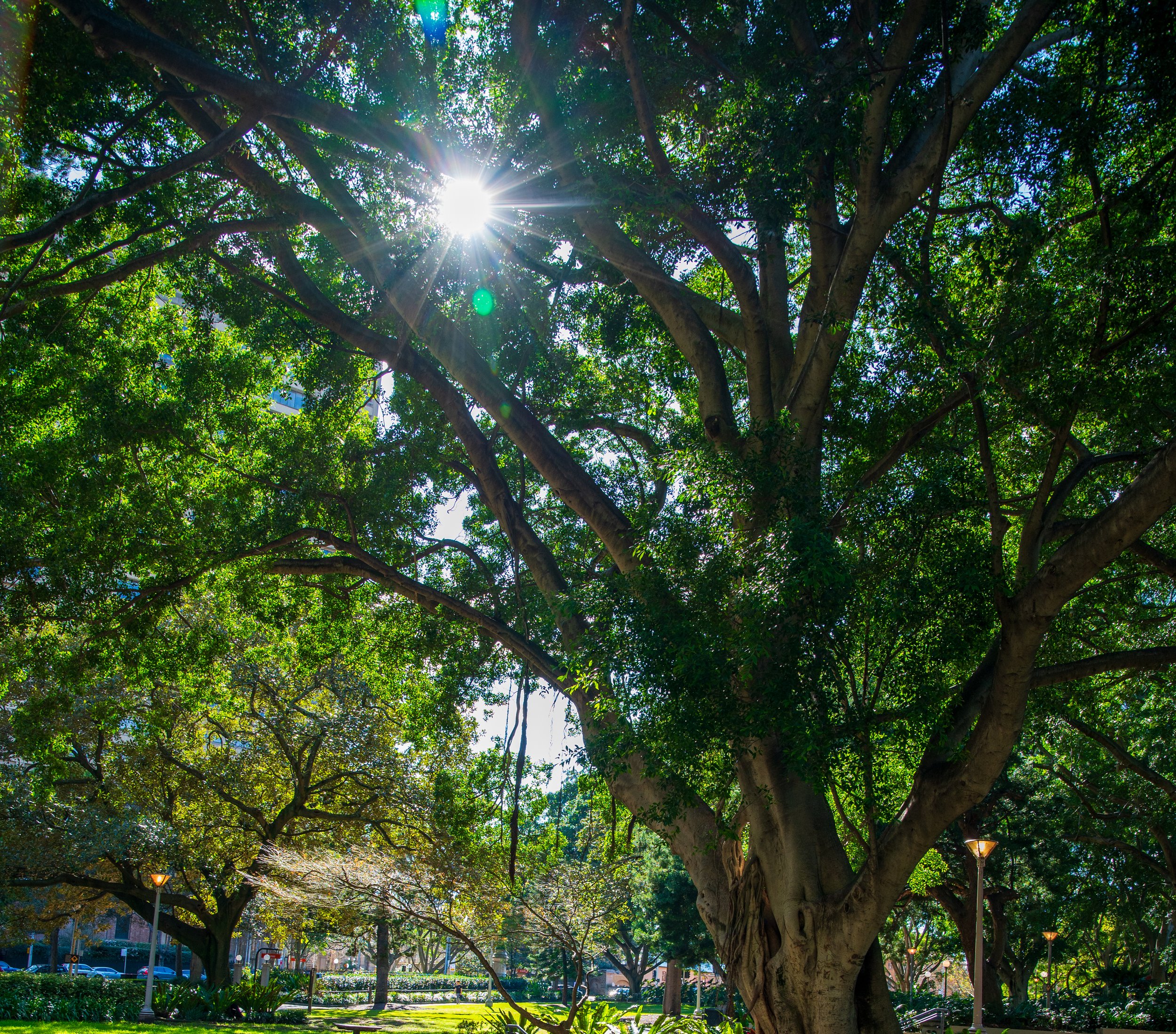 Sun shining through the lush green canopy of trees in a park.