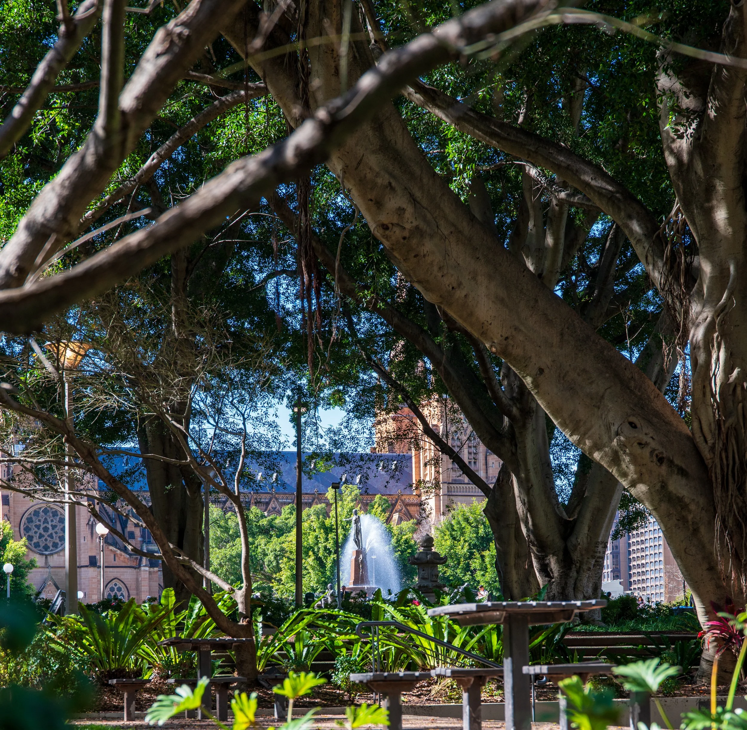 A park scene with large tree branches in the foreground, lush green plants at the base, and a fountain in the background with a historic building and cityscape behind it.