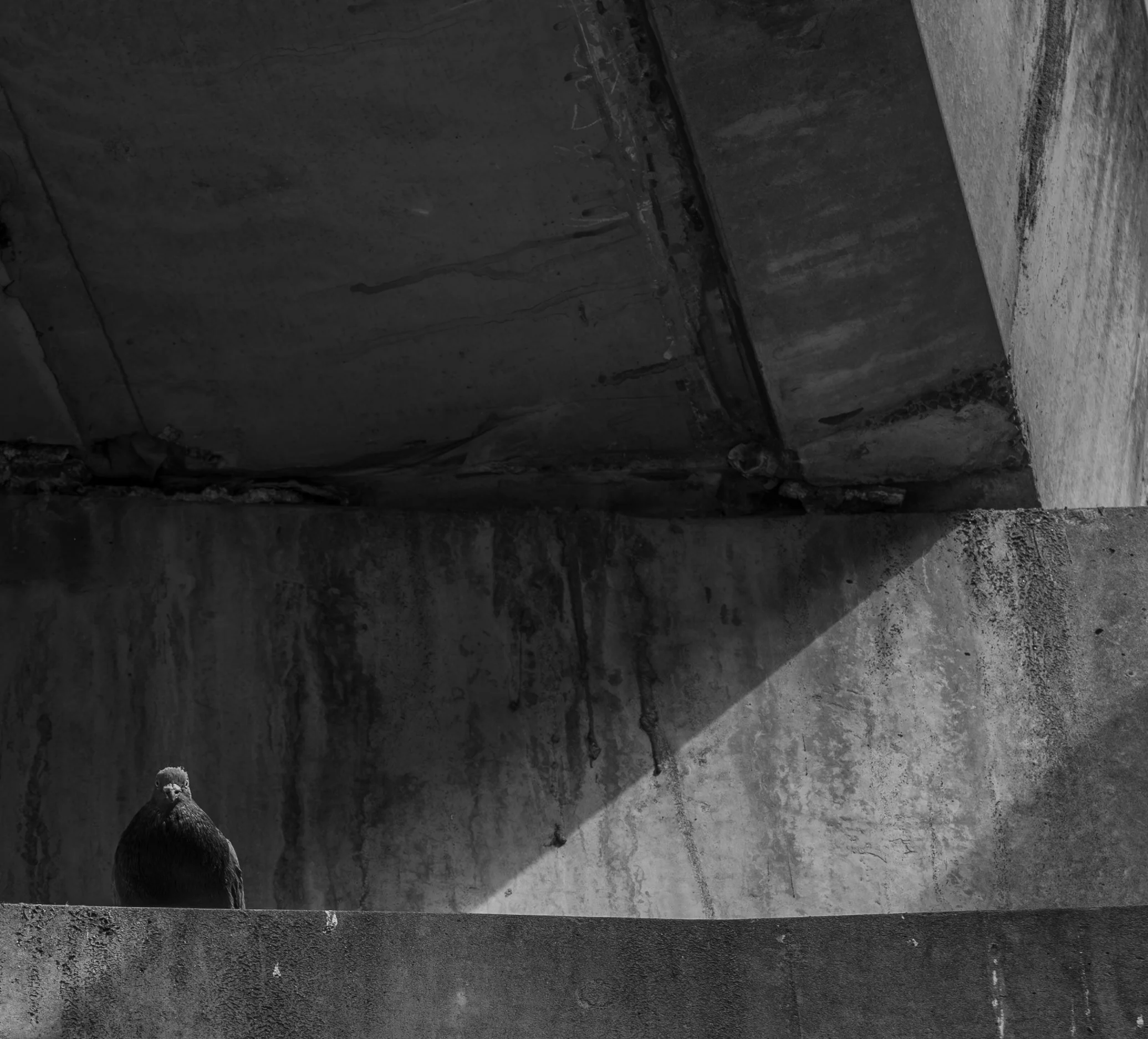 A pigeon standing on a concrete ledge against a weathered wall with a shadow cast by a building.