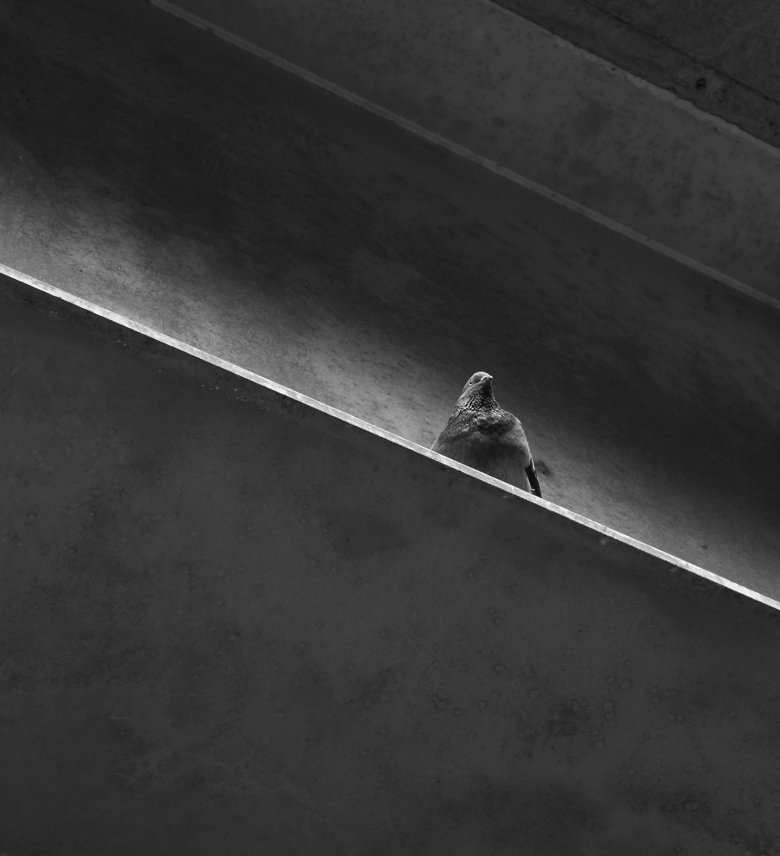 Black and white photograph of a bird perched on a diagonal concrete ledge with an industrial background.