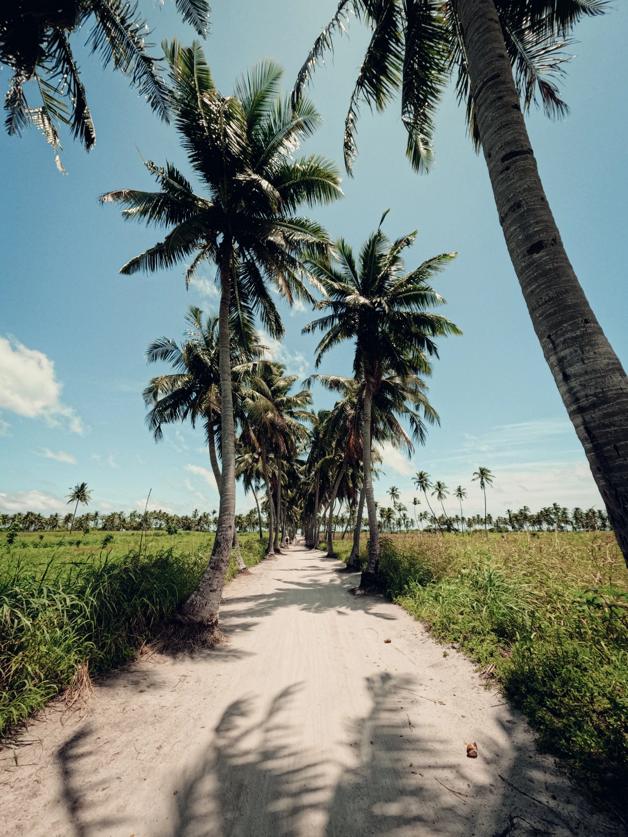 A sandy path lined with tall palm trees on a sunny day with a bright blue sky and a few clouds.