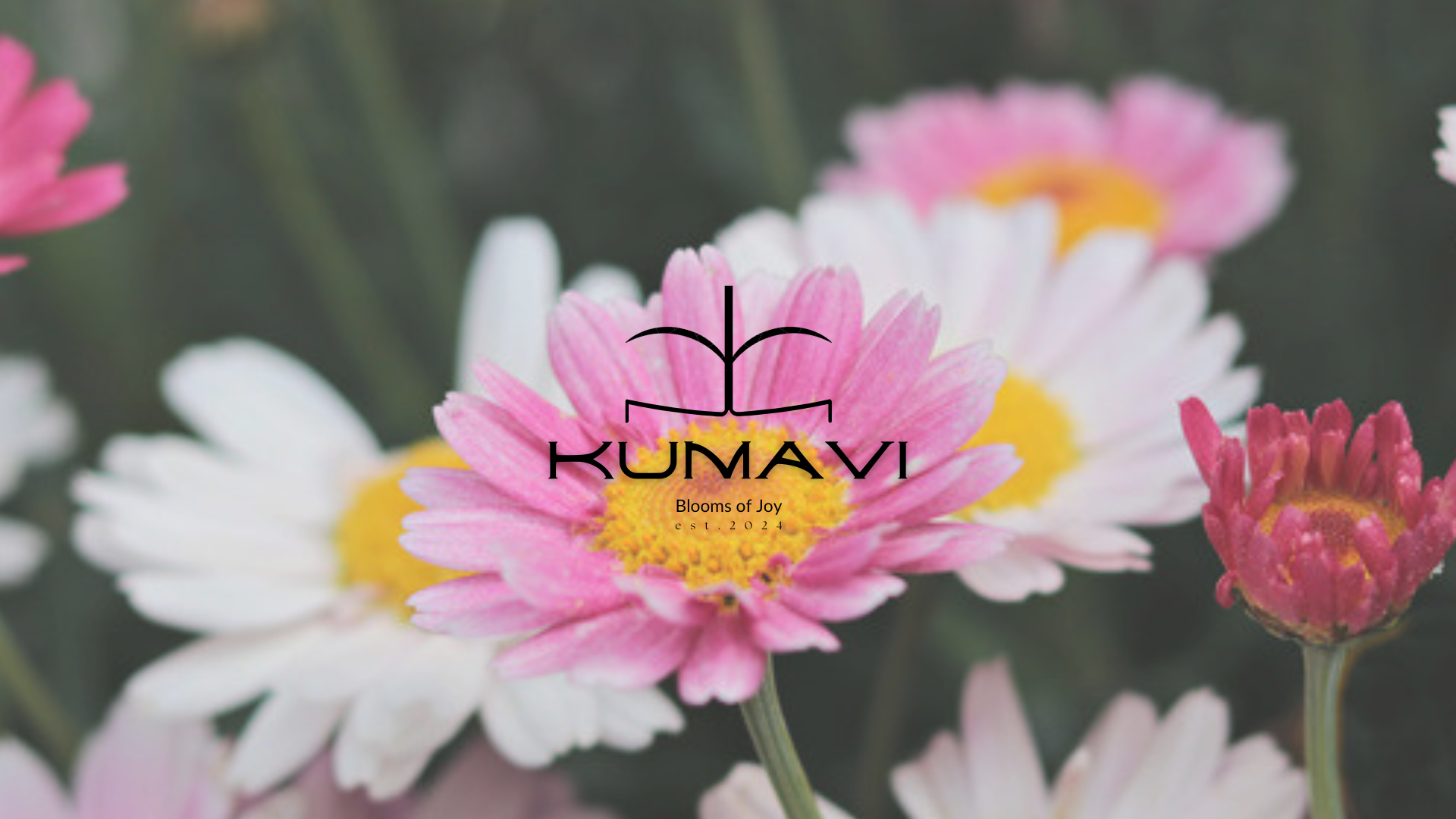 Close-up of pink and white daisies with yellow centers, with the Kumavi logo and the tagline "Blooms of Joy" overlaid
