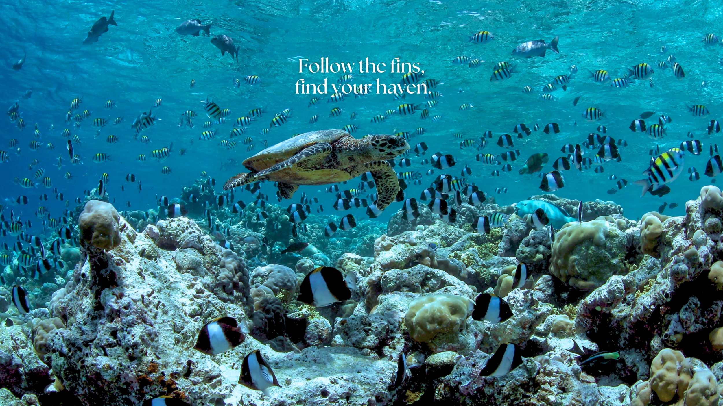 Underwater scene with a turtle swimming among coral and a school of tropical fish, with overlaid text 'Follow the fins, find your haven.'