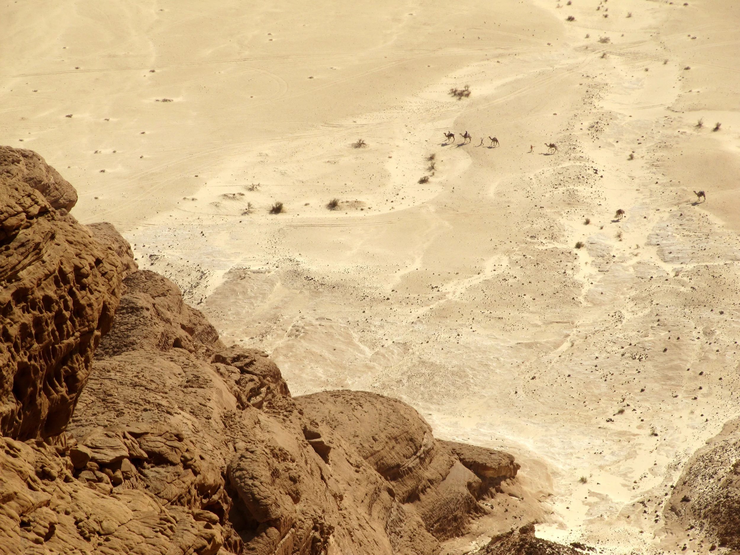 Camels 1.jpg