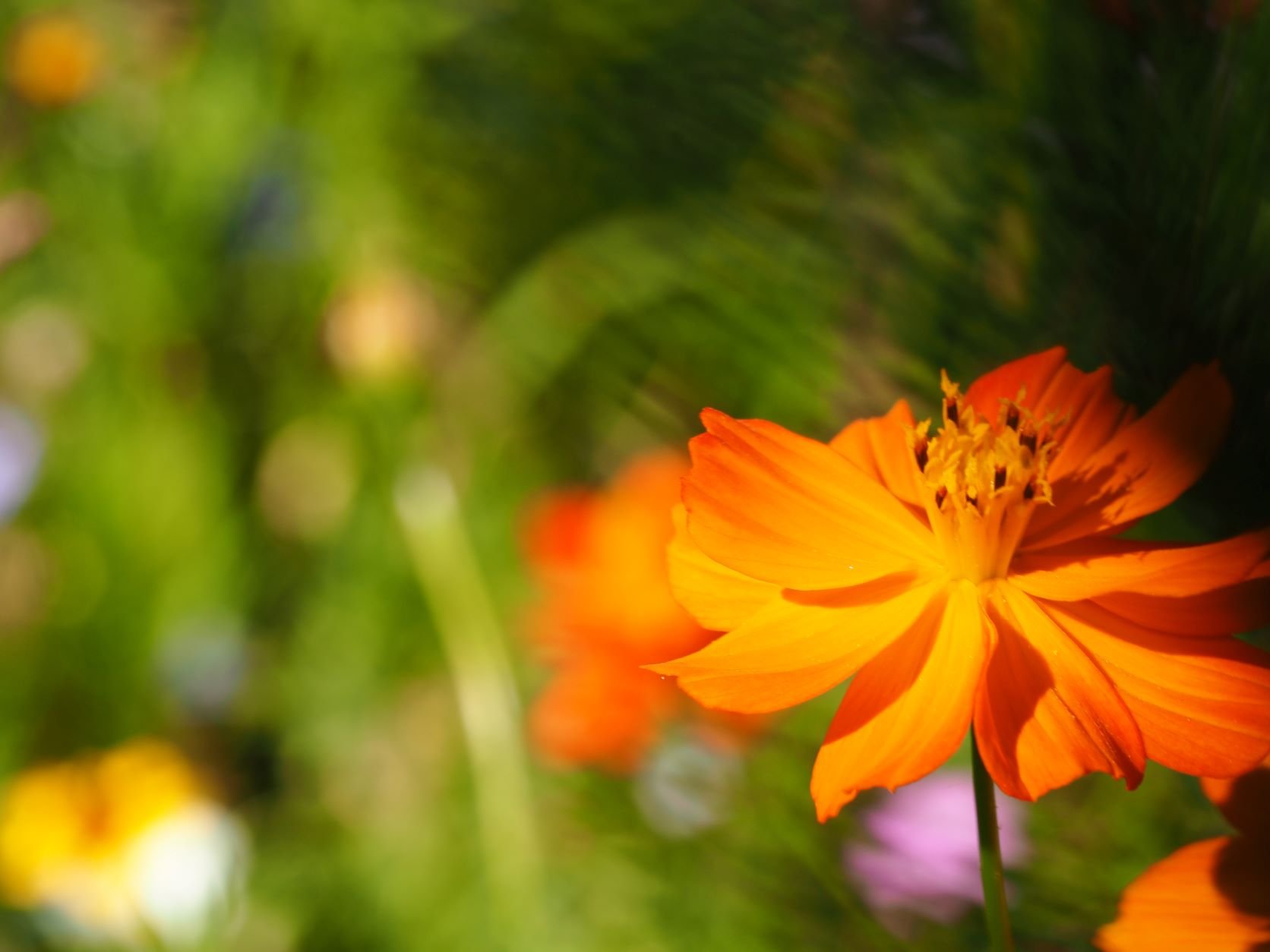 blume-Newsletter.JPG