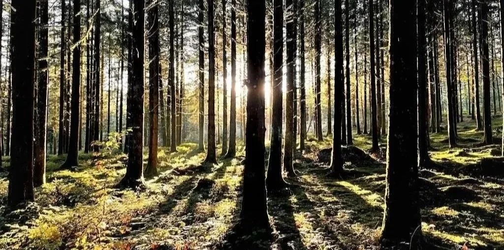 Waldbaden