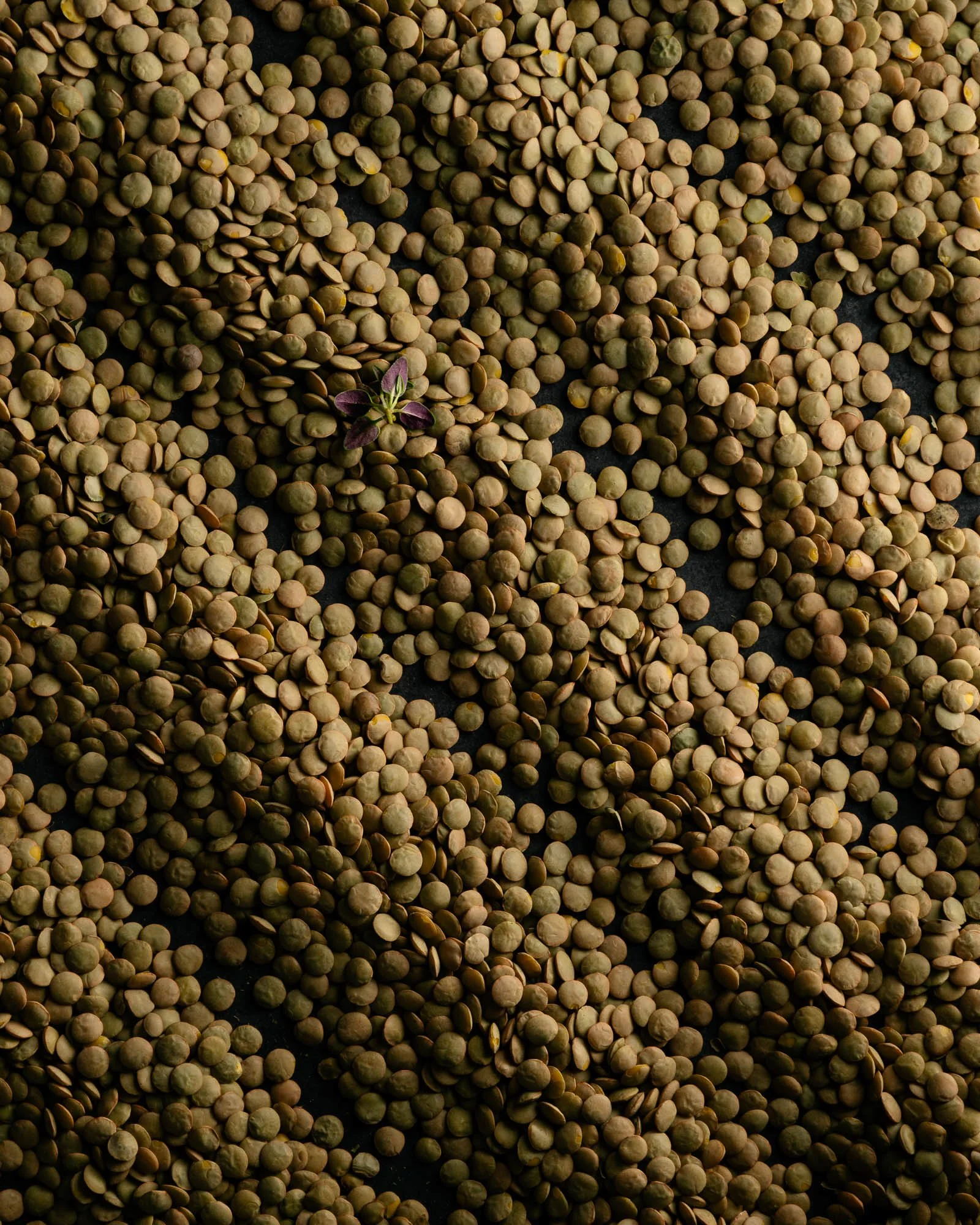 © Alejandra de la Torre, 2026