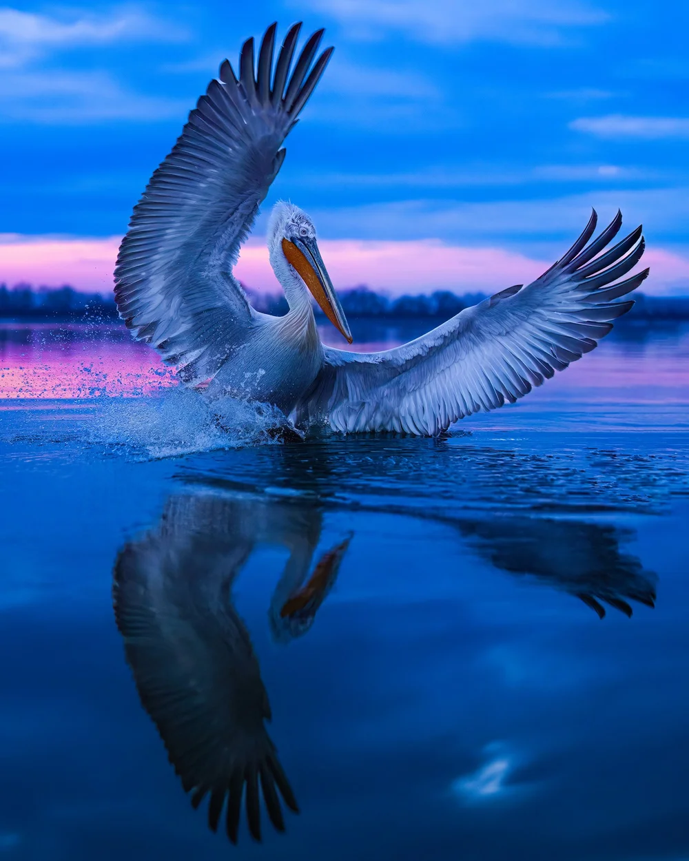  FEB 2025 ©alexandra surkova 