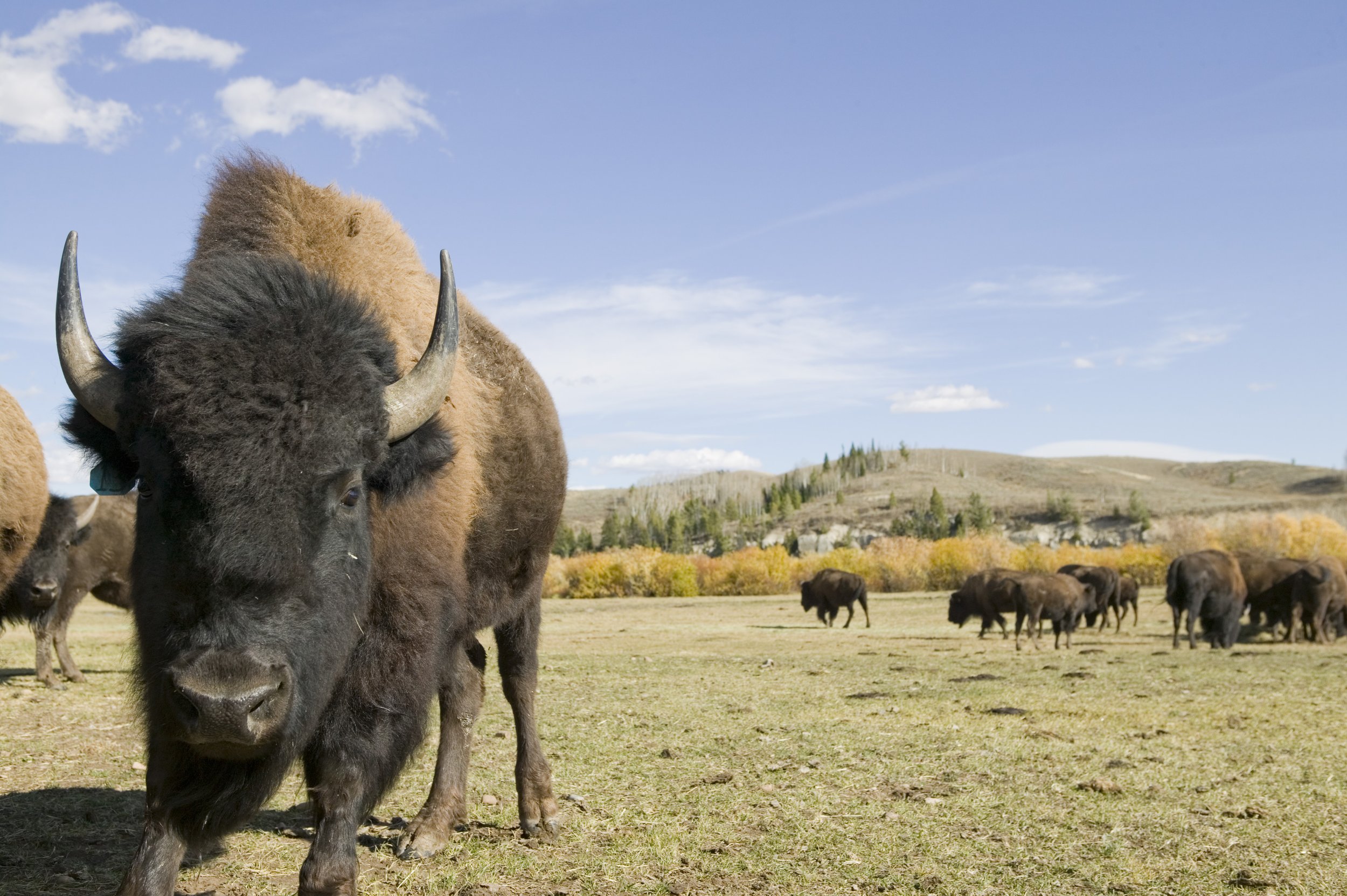 Jackson Fork Ranch 052.jpg