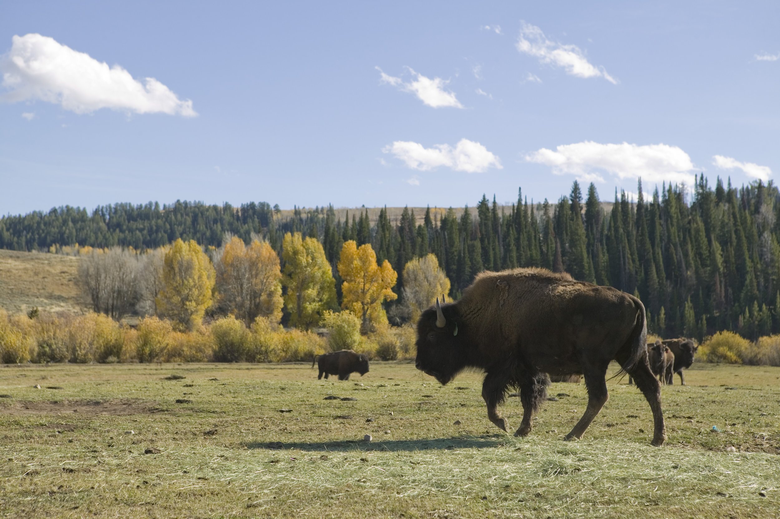 Jackson Fork Ranch 032.jpg