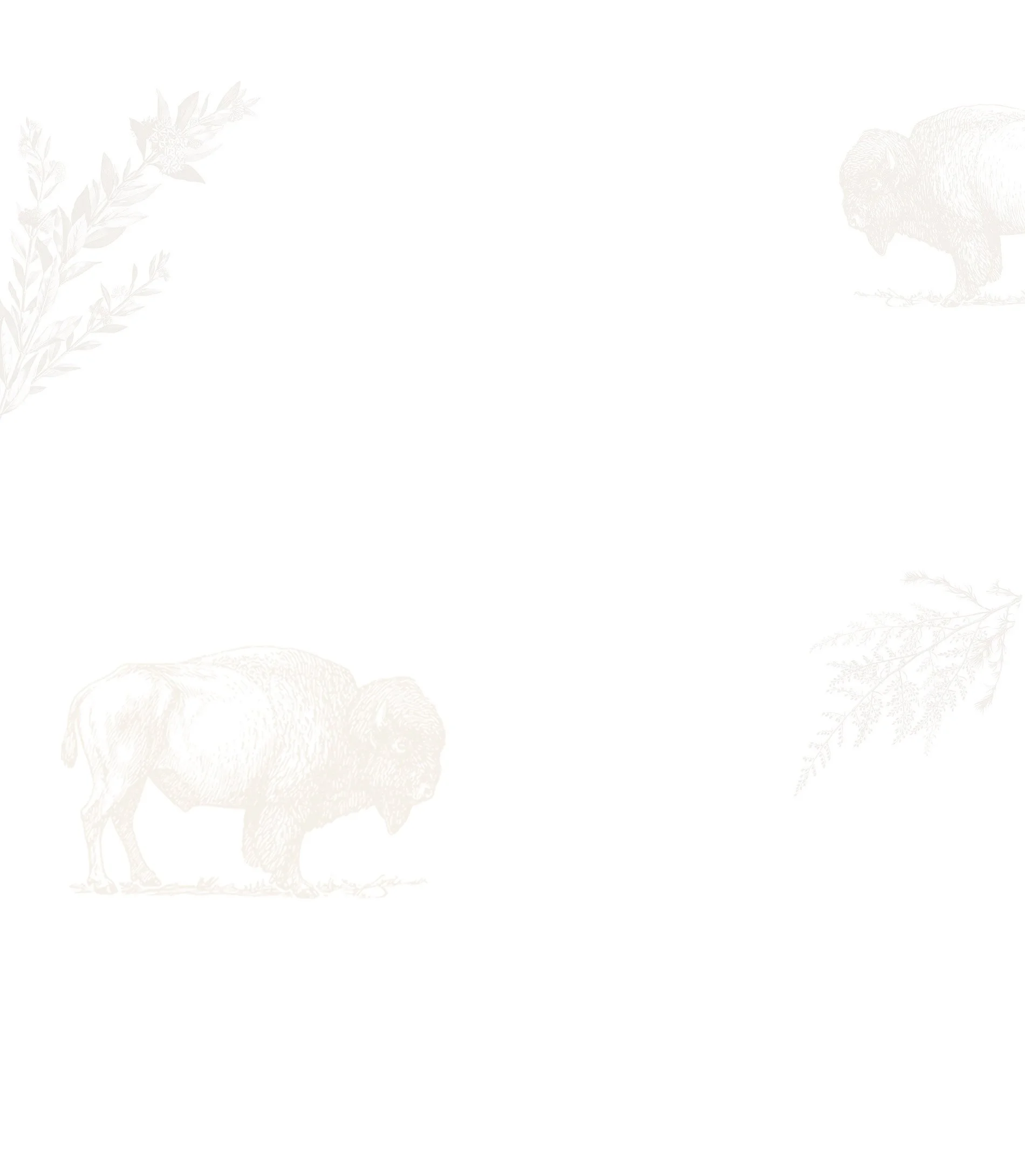 High Plains Bison