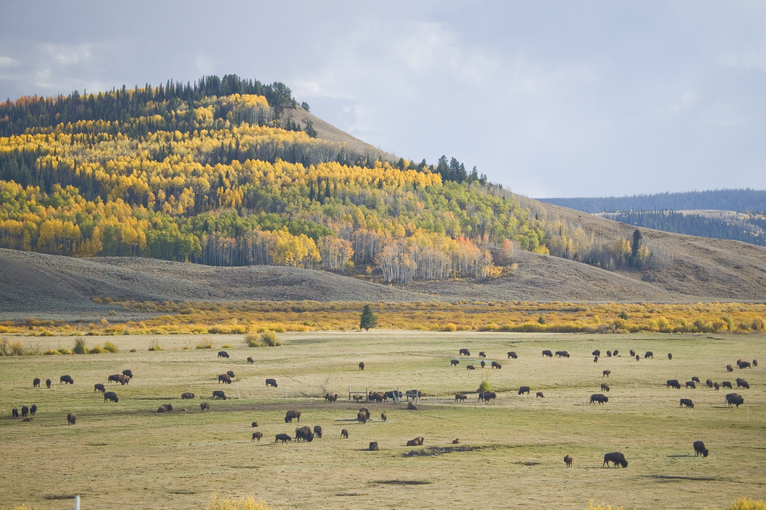 Jackson Fork Ranch 806.jpg