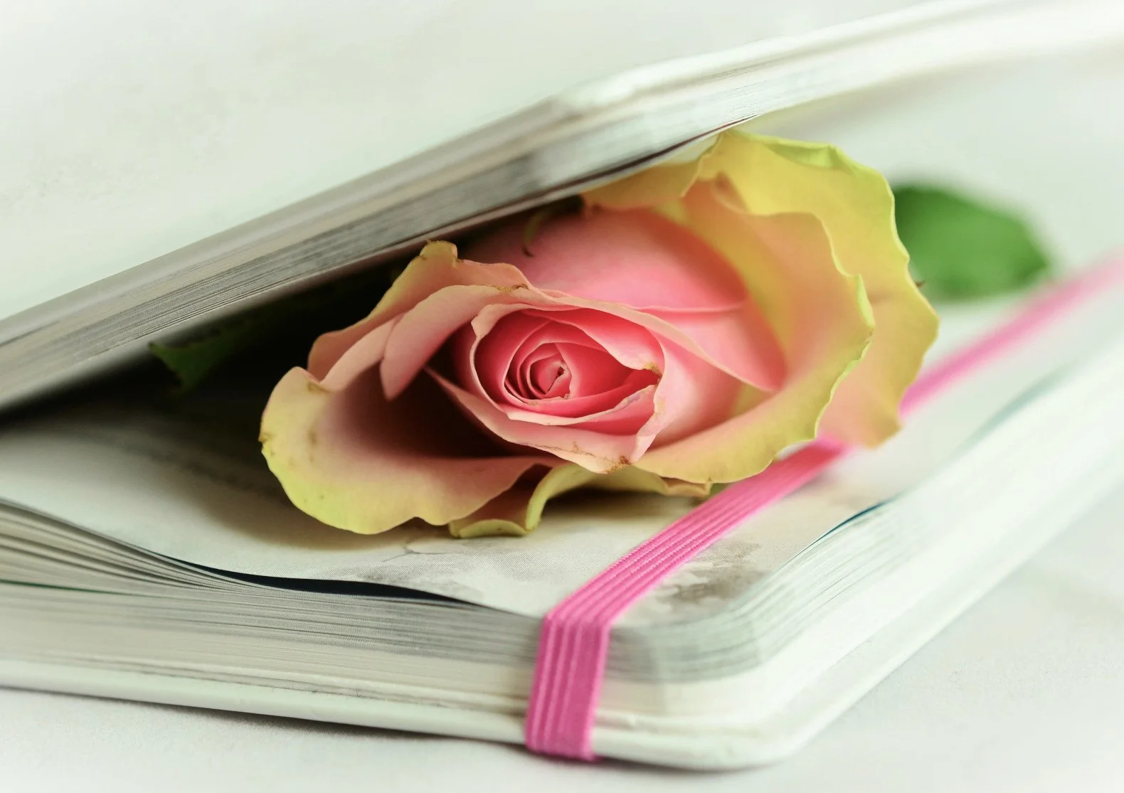 rose in a book