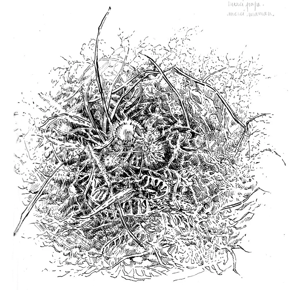 De mousse et d’herbe