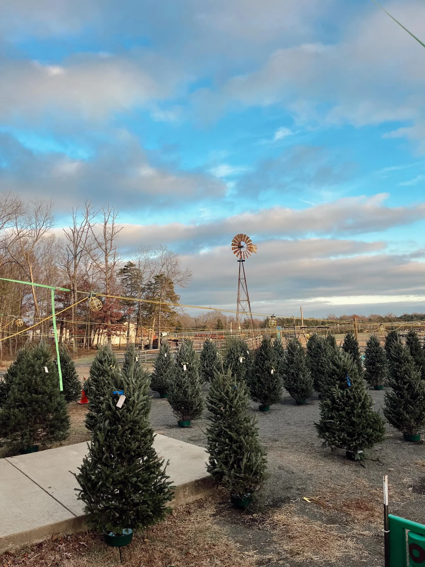 We hope everyone had a great Thanksgiving! Swing into Christmas time with a Concolor or Fraser fir tree from our lot! 🎄

🎄6ft-7ft: $85
🎄7ft-8ft: $110