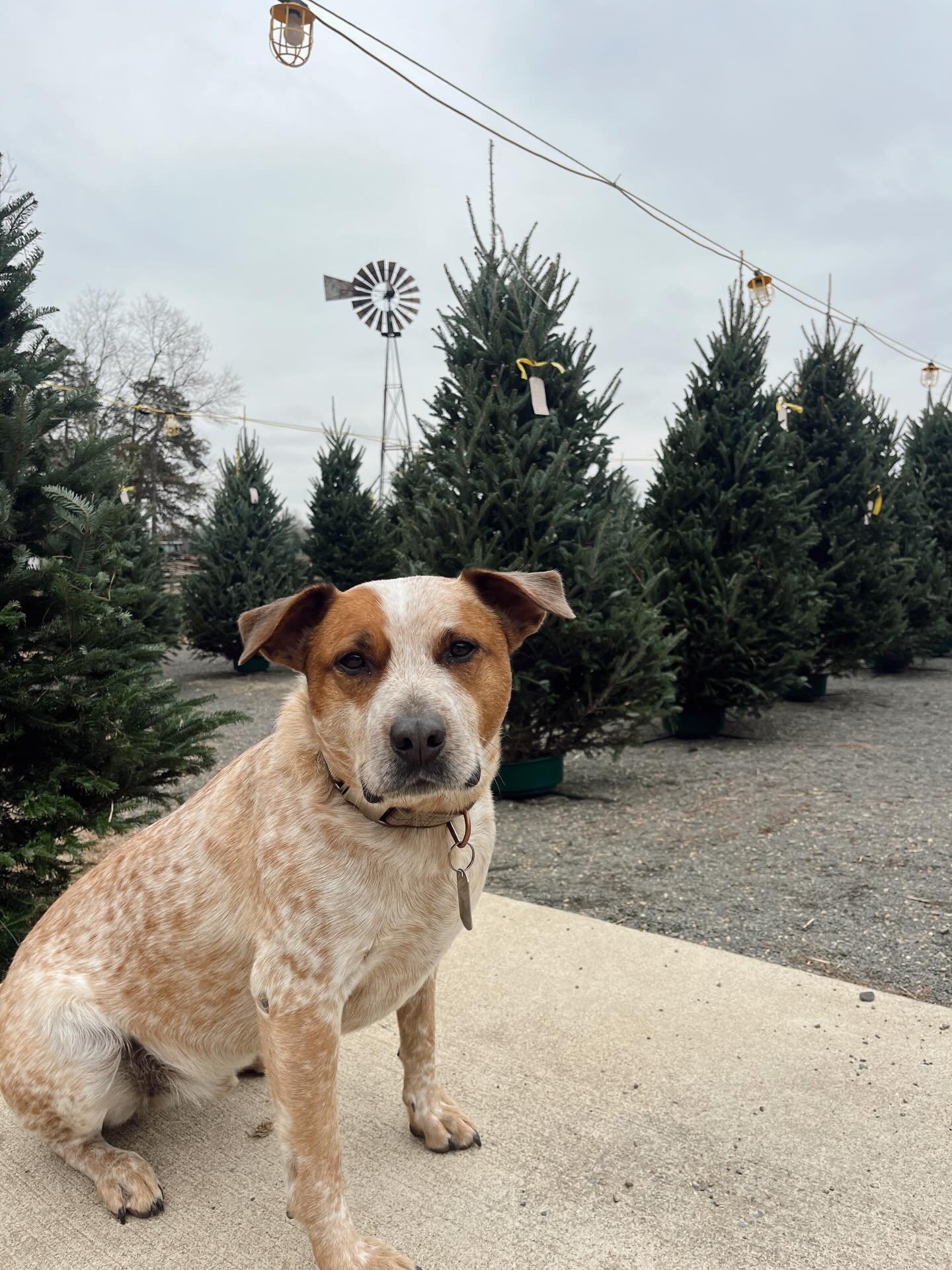 Ranger says it&rsquo;s time to deck the halls!🔔🎄Christmas trees are officially on sale, so come on out and enjoy! 

🎄6ft-7ft: $85 
🎄7ft-8ft: $110