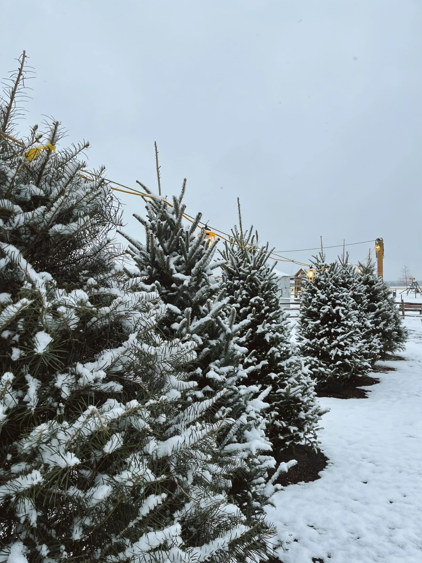 Snowfall yesterday, tree shopping today! Come on out and select from our Fraser or Concolor Fir Trees!❄️

🎄6ft-7ft: $85
🎄7ft-8ft: $110