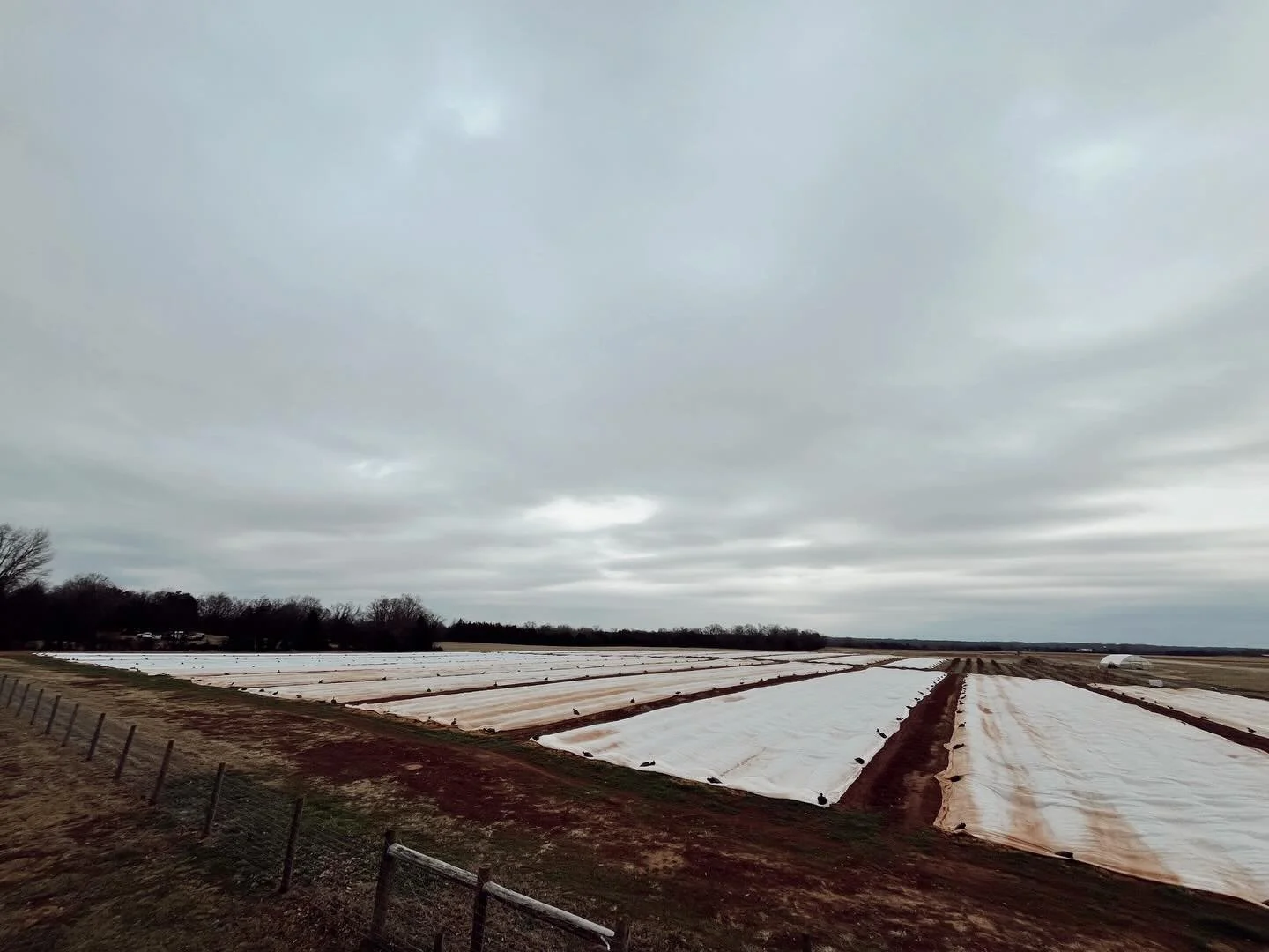 Every winter, our strawberry plants are tucked in for a long nap so they&rsquo;re ready for spring.🍓

All 70,000 plants are now covered and right on track as they head into winter rest. We&rsquo;ll enjoy the slower season&hellip;but we&rsquo;re alre