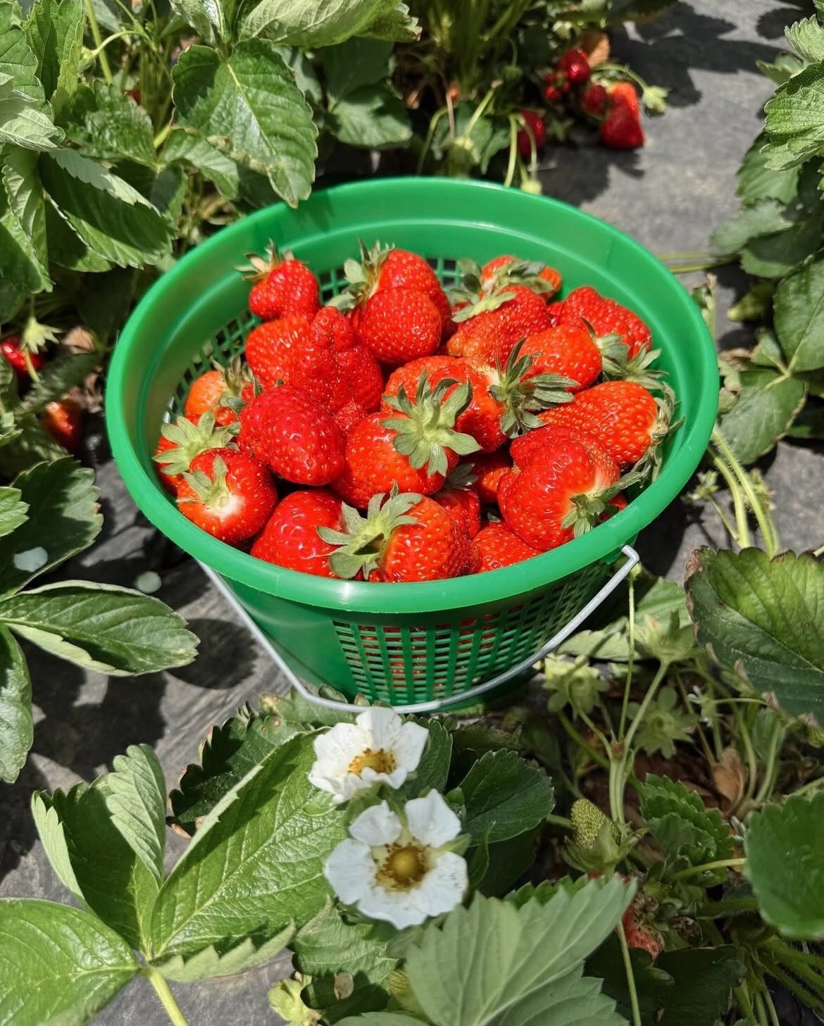🍓Big news!🍓

We&rsquo;re looking forward to a plentiful strawberry crop this spring, and offering a STRAWBERRY CSA!
🍓Sign up now for your 6 week subscription to receive freshly picked strawberries at a discounted rate! 
🍓For questions or more inf