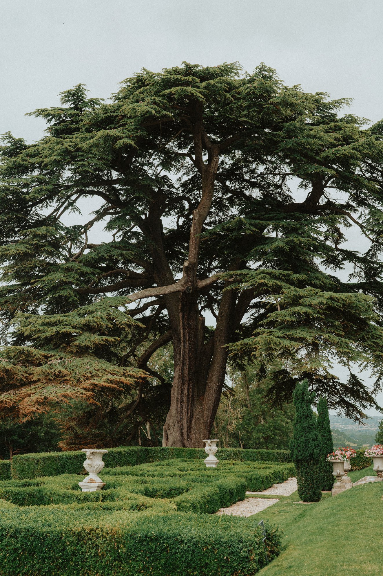Large tree in a formal garden with manicured hedges and stone urns