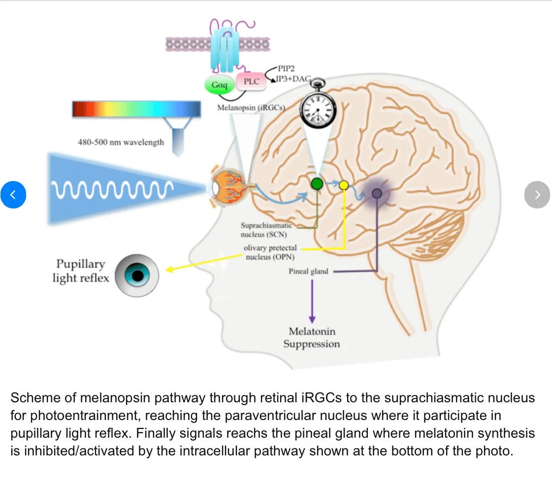 Your Body Is a Solar-Powered Clock
