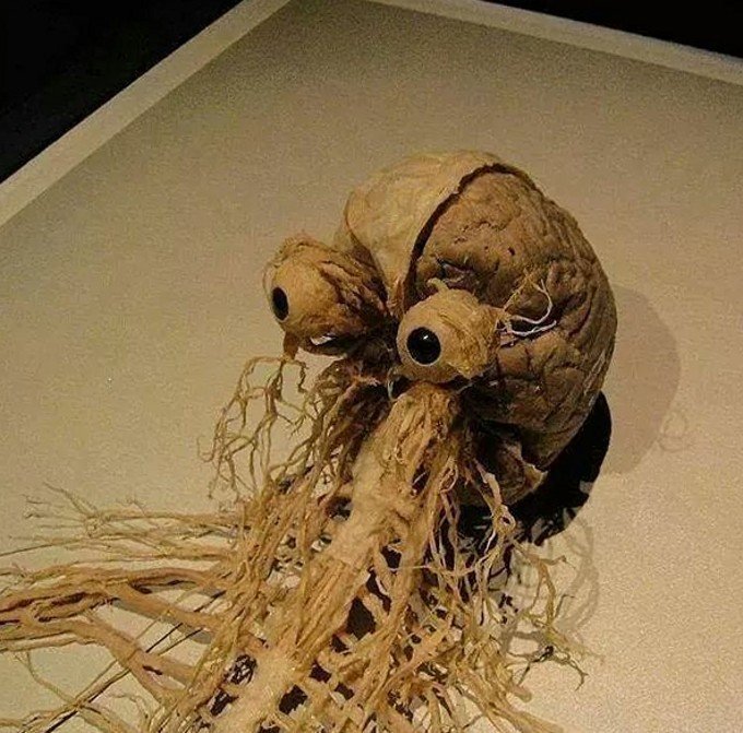 A brain with googly eyes attached, connected to roots or tendrils, resembling a humorous or artistic sculpture.