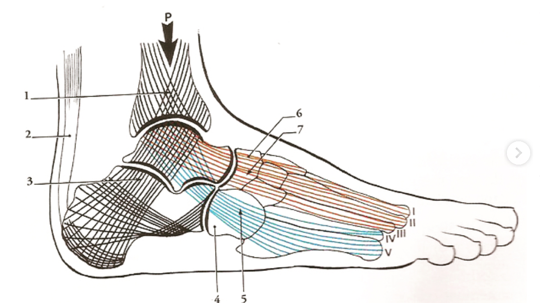 Diagram of human ankle and foot with labeled parts and muscle groups in red and blue, showing the bones, tendons, and muscles including the heel, ankle joint, and toes.