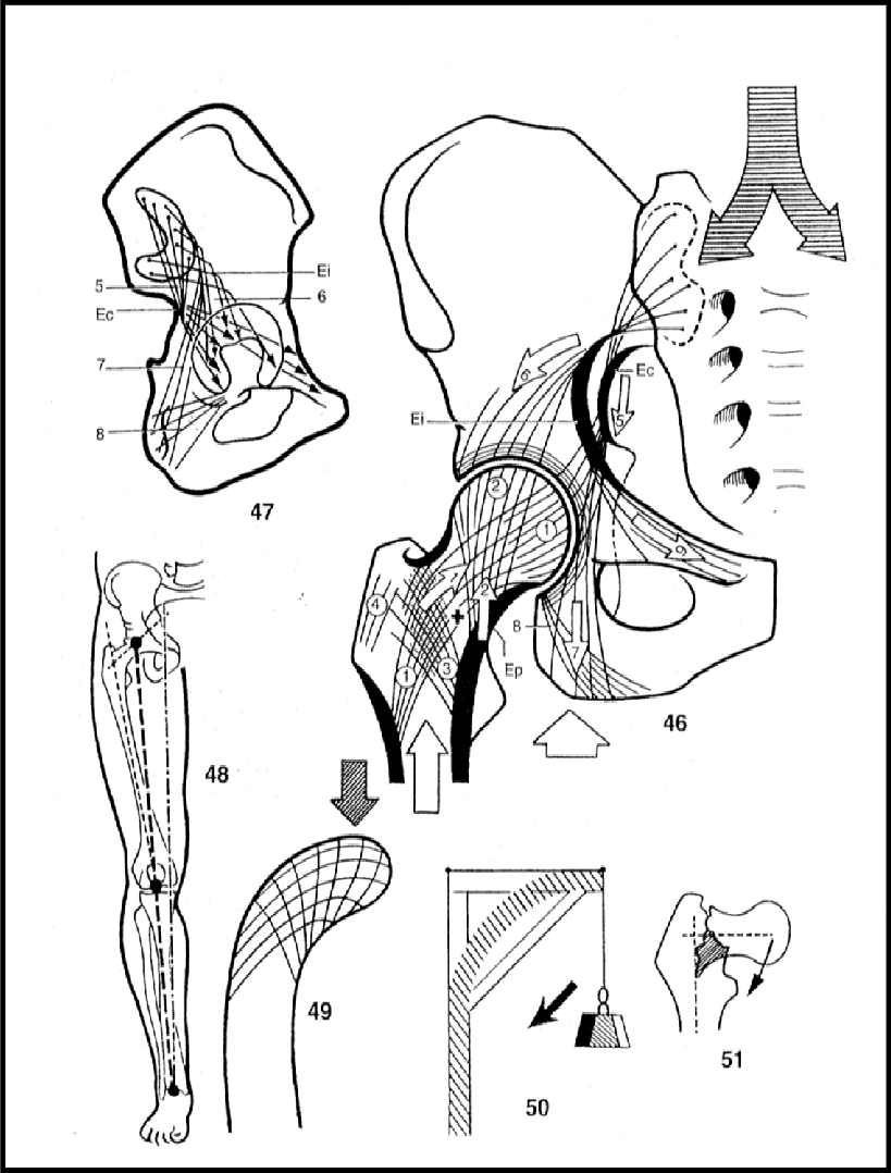 Diagram of human anatomy focusing on the hip and pelvis