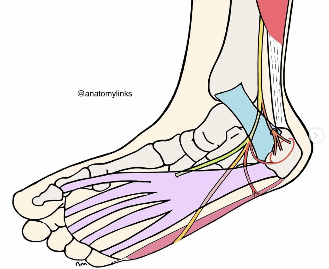 An illustration of the anatomy of the human foot and plantar fascia