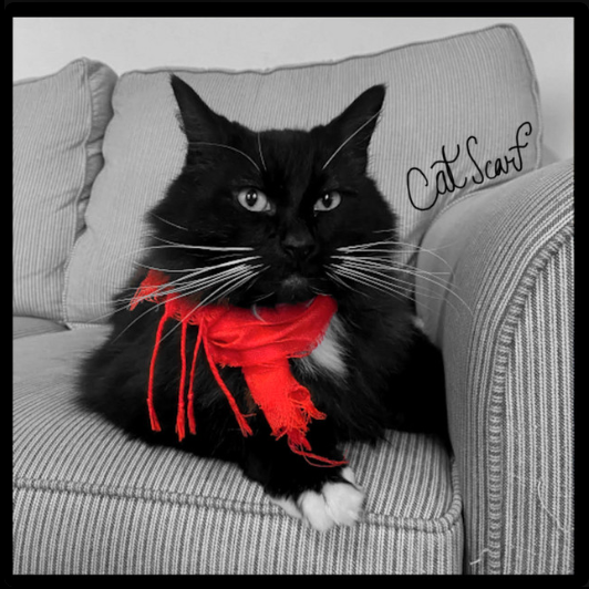 Cat Scarf - "Self-titled EP"
Recording/Drumming