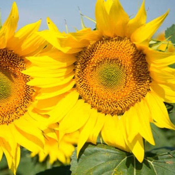 Sunflowers hold a special place in my heart because they always remind me of my mother and her unwavering love for me. Just like the vibrant petals of a sunflower, her love would radiate warmth and happiness, brightening even the darkest of days.

Sh