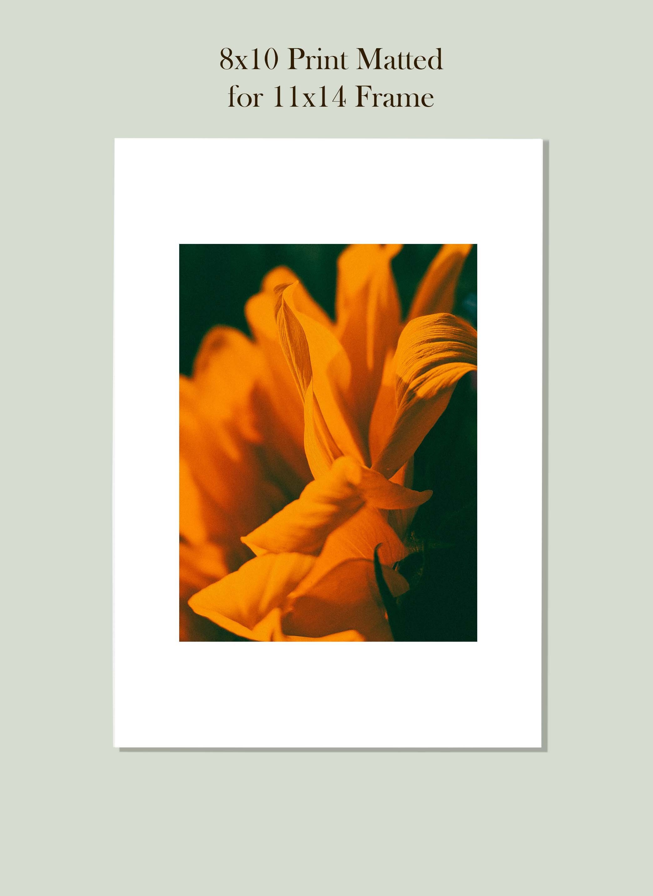 https://i.etsystatic.com/26924603/r/il/86c14d/4020827227/il_fullxfull.4020827227_6e3n.jpg