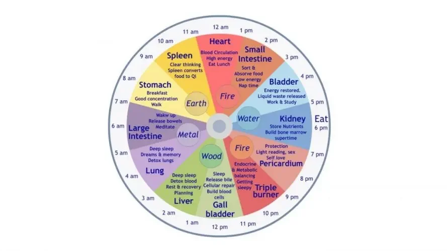 Living in Sync with Your Body: Understanding the TCM Body Clock