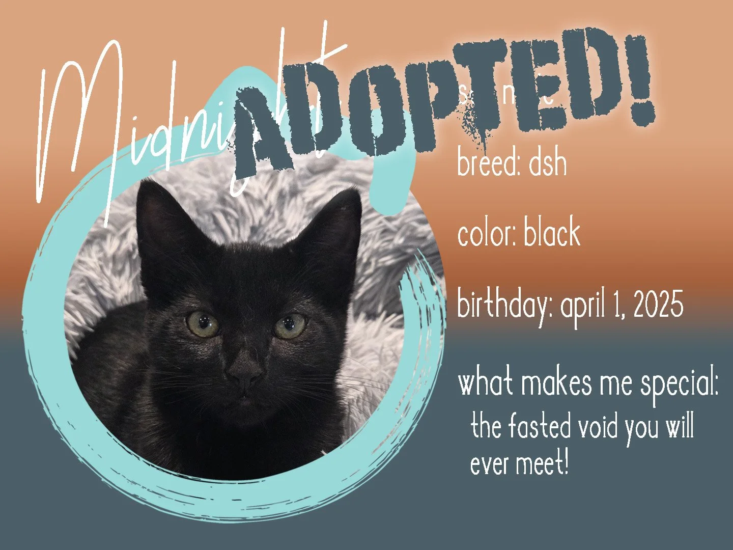 midnight adopted.jpg