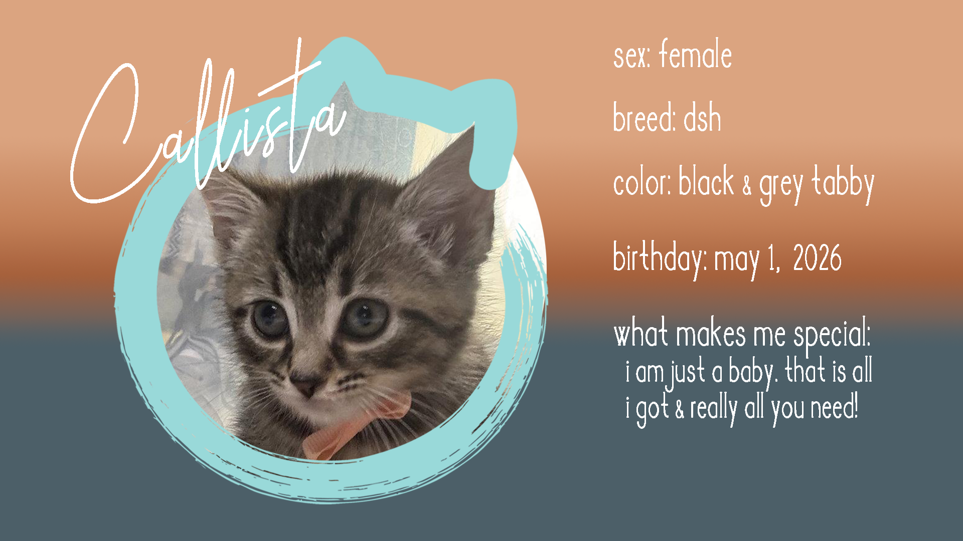 callista info.png