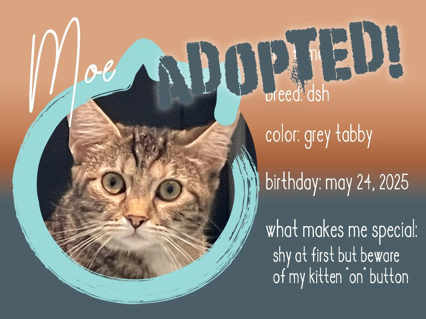 moe adopted.jpg