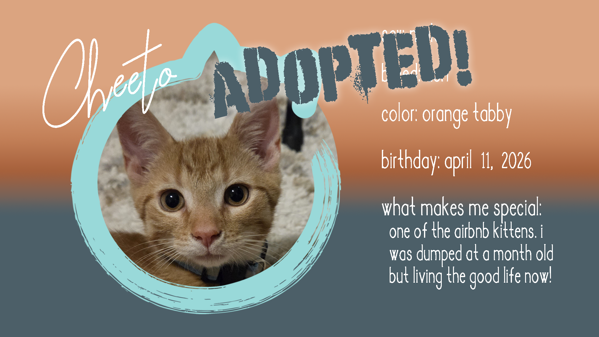 cheeto adopted.png