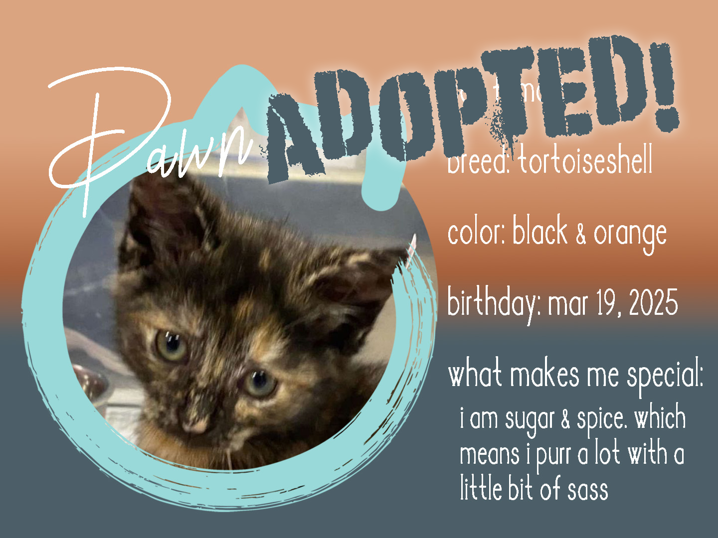 dawn adopted.png