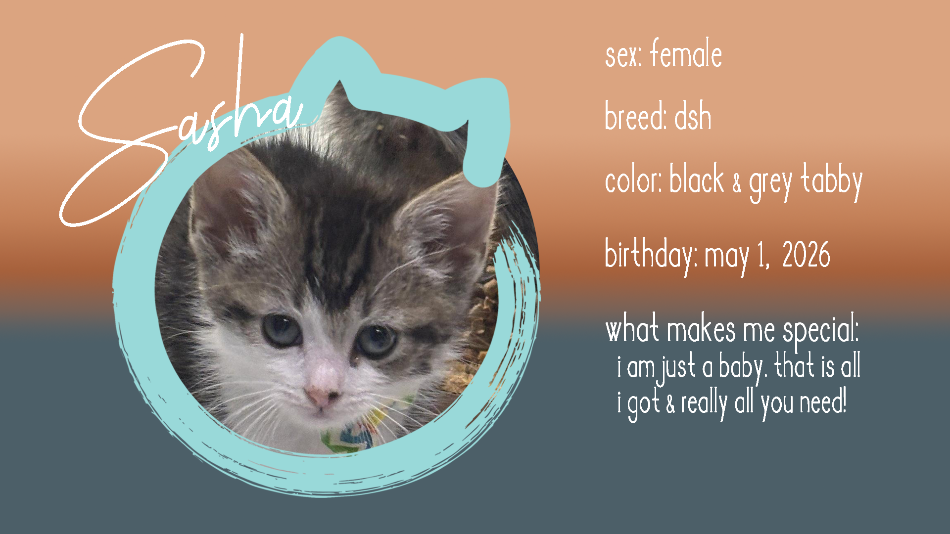 sasha info.png