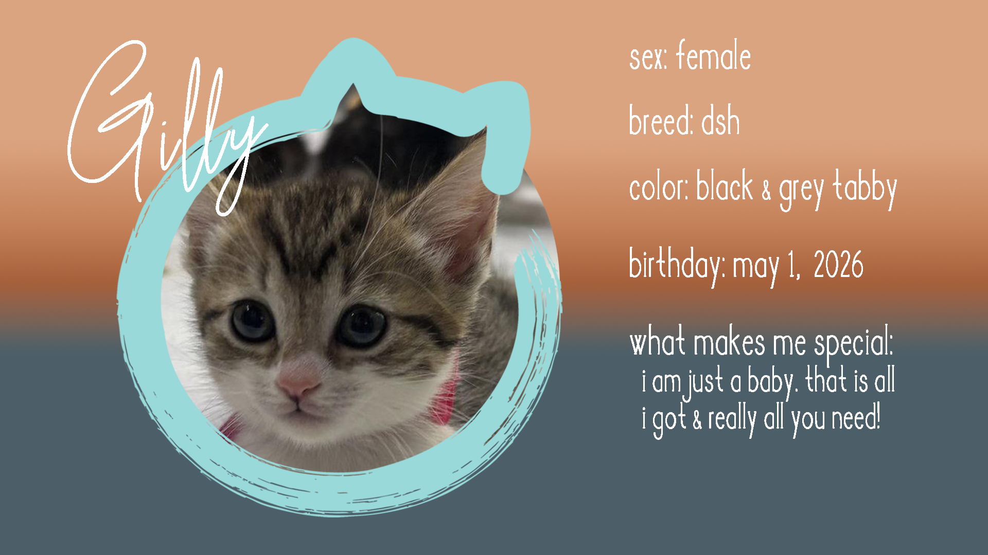 gilly info.png