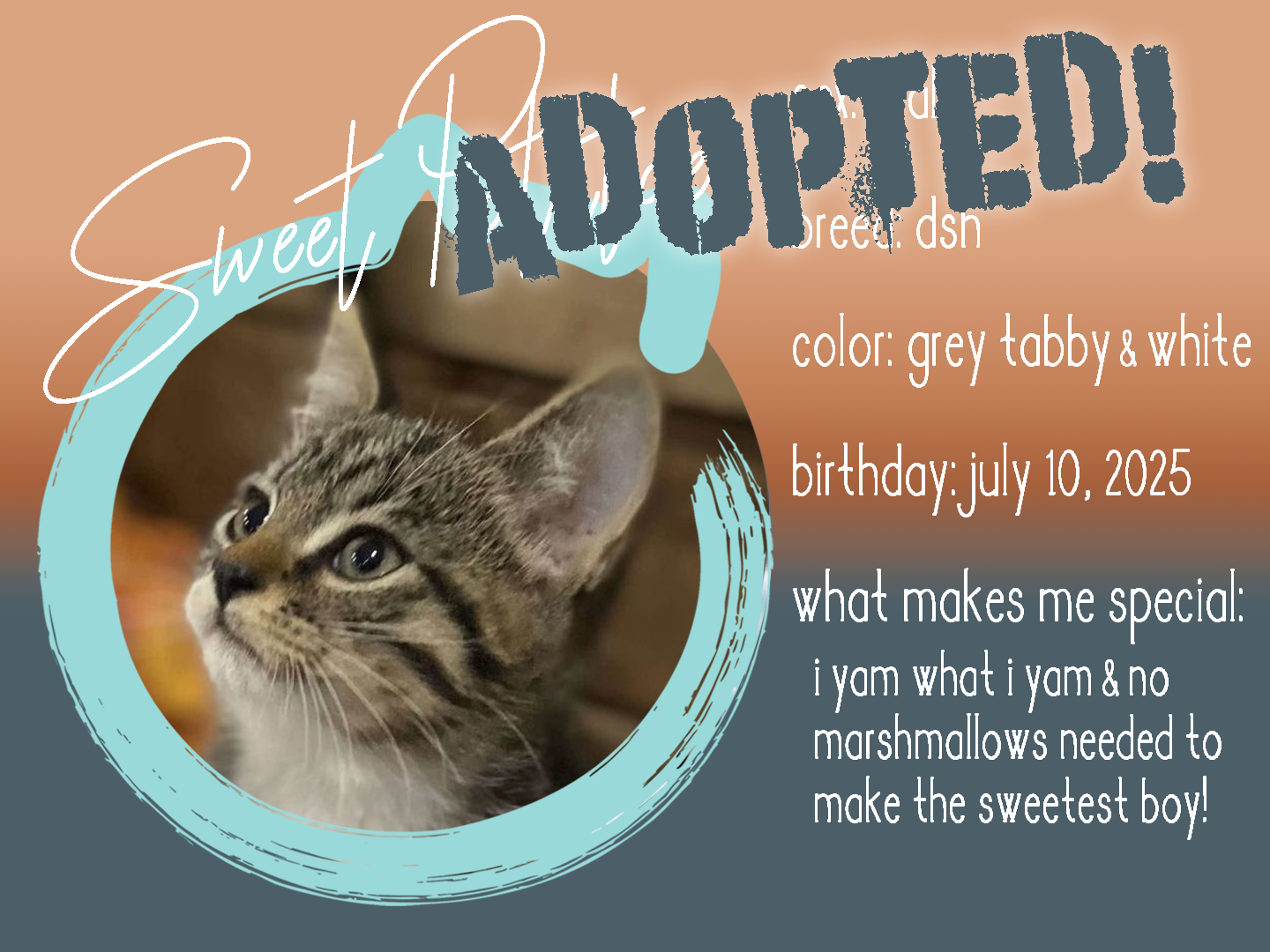 sweet potatoe adopted.png